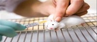 Why any experiment done on rats before doing it on humans?